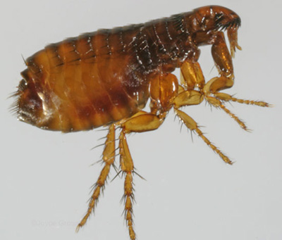 ضد خارش کک| آشنایی با کک