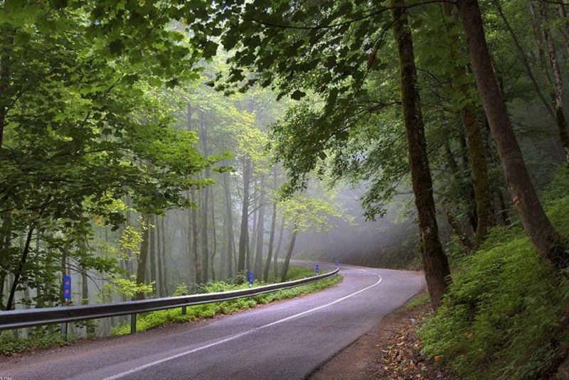 جنگل دالخانی