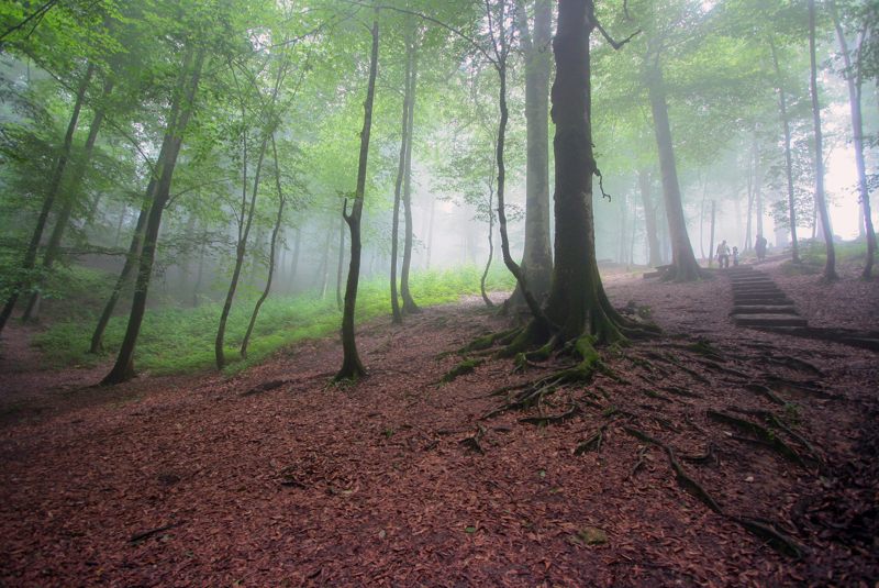 تله کابین نمک آبرود