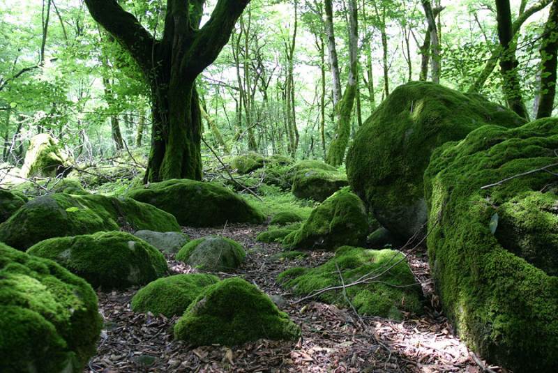 جنگل دوهزار