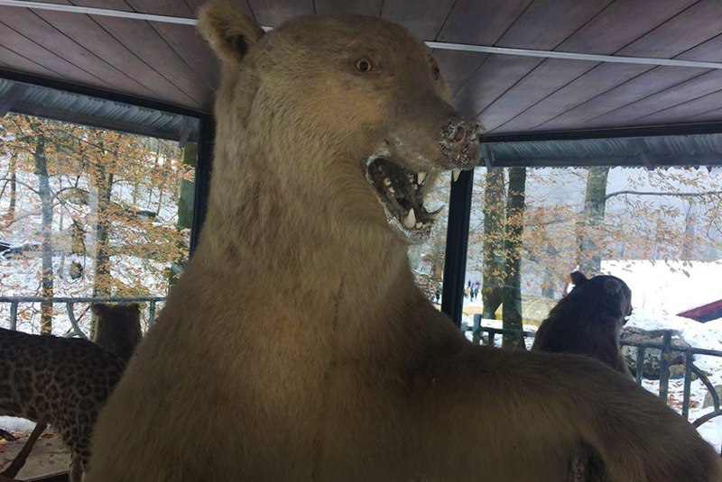 حیوانات تاکسیدرمی شده