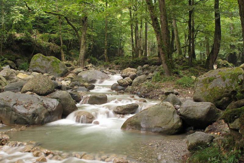 پارک جنگلی صفارود