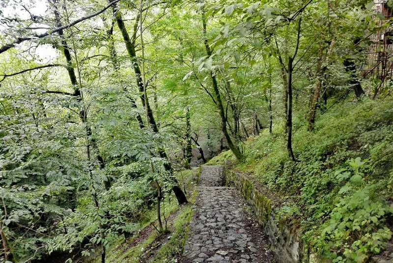 پارک جنگلی صفارود