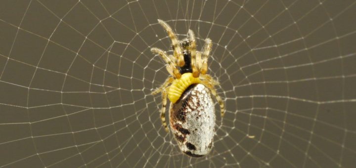 عنکبوت های زامبی