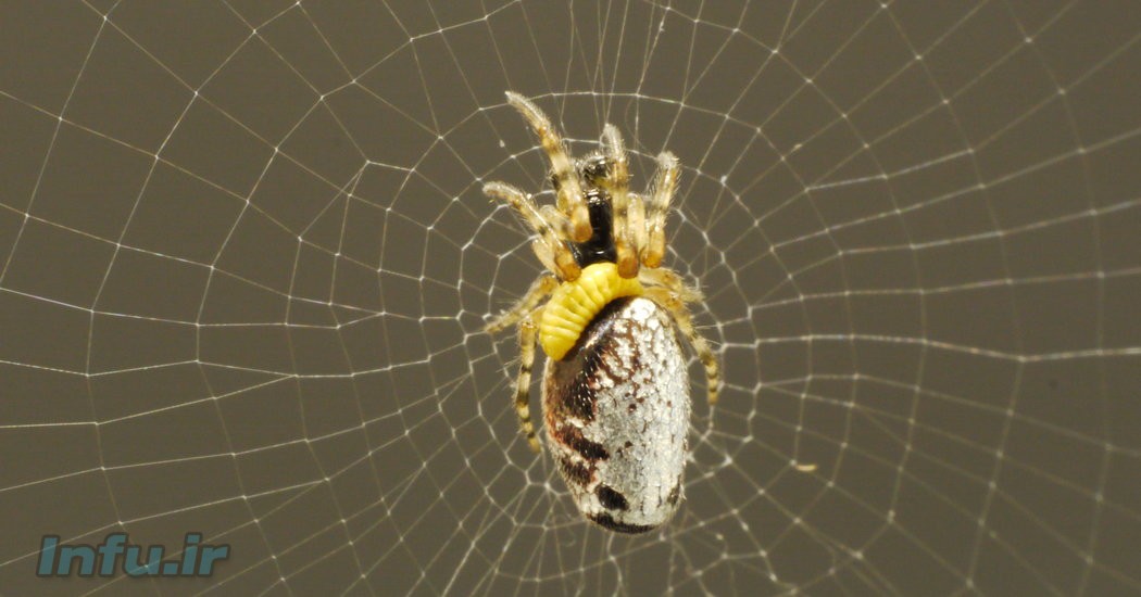 عنکبوت های زامبی