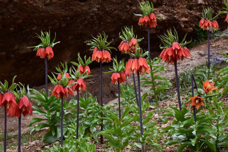 دشت لالههای واژگون رزستان دورود