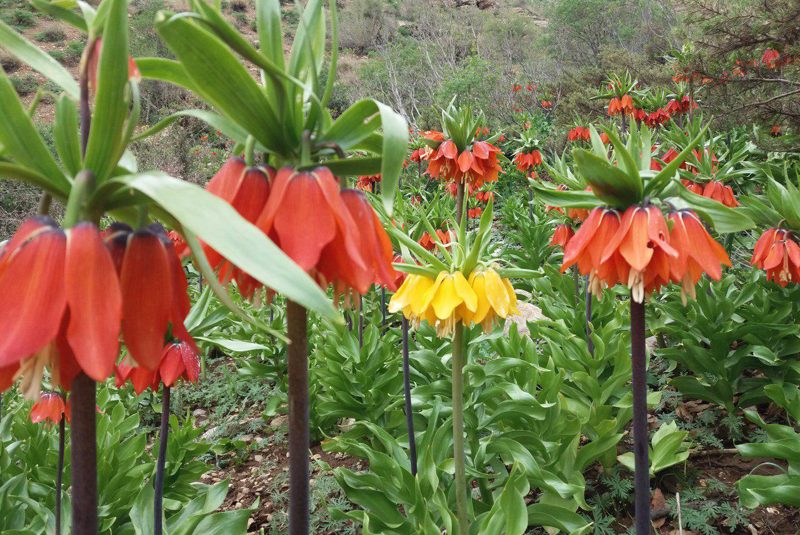 دشت لالههای واژگون رزستان دورود