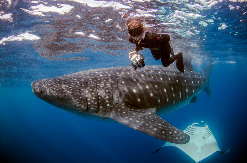جالب ترین مکان ها برای تماشا و شنا با کوسه نهنگ ها