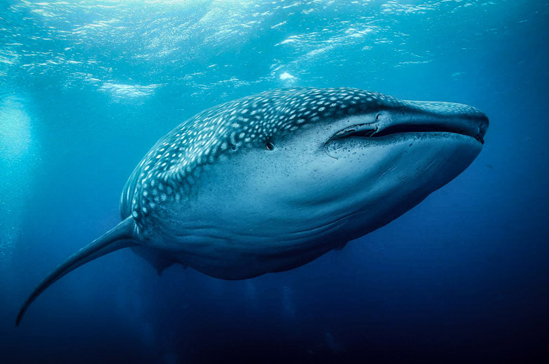 جالب ترین مکان ها برای تماشا و شنا با کوسه نهنگ ها