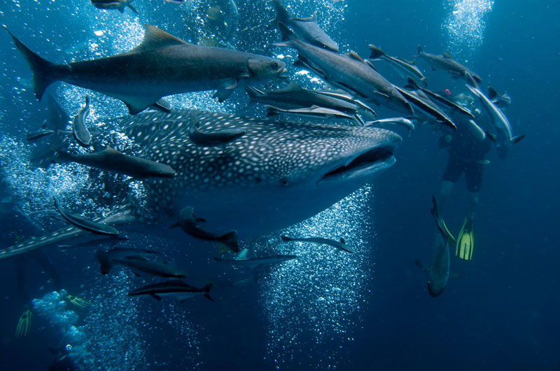 جالب ترین مکان ها برای تماشا و شنا با کوسه نهنگ ها