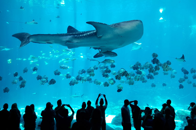 جالب ترین مکان ها برای تماشا و شنا با کوسه نهنگ ها