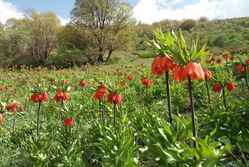 دشت لالههای واژگون رزستان دورود