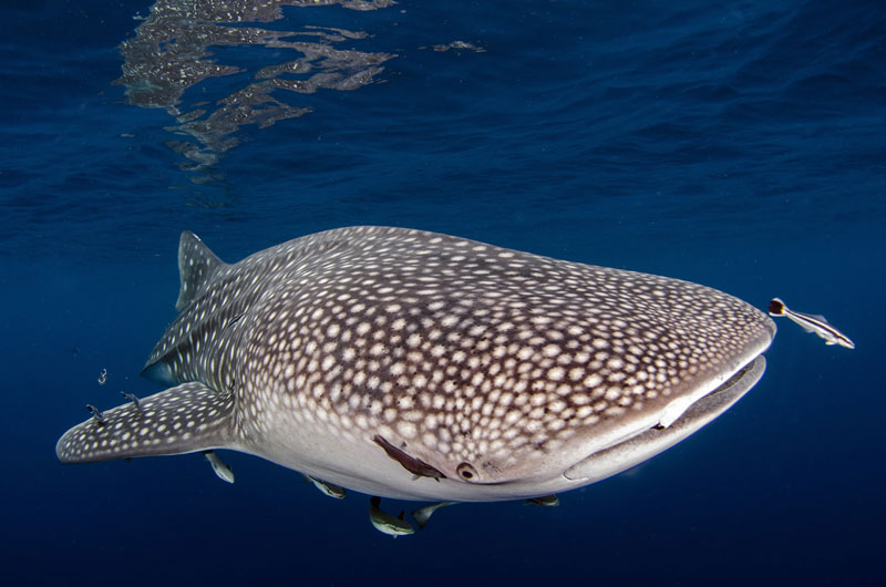 جالب ترین مکان ها برای تماشا و شنا با کوسه نهنگ ها