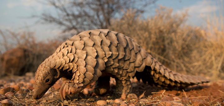 پانگولین زمینی تمینکز