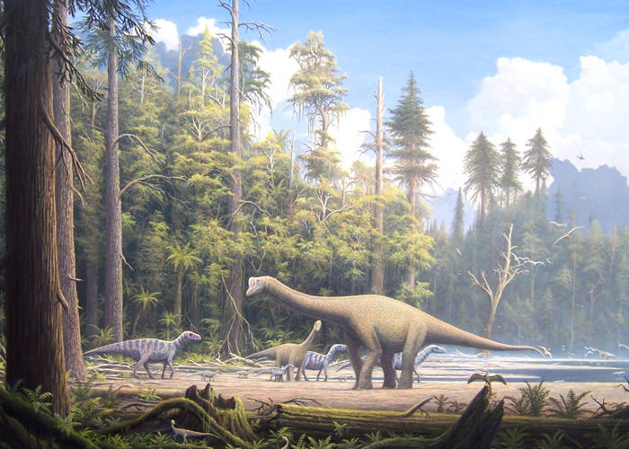 جنگل کانیفر