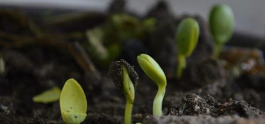 روش های تهیه کود آلی