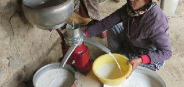 یوغورت اوتى