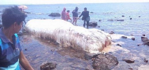 جانور ۶ متری پشمالو در ساحل فیلیپین