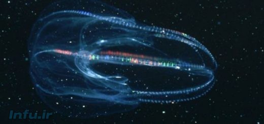 عروس دریایی