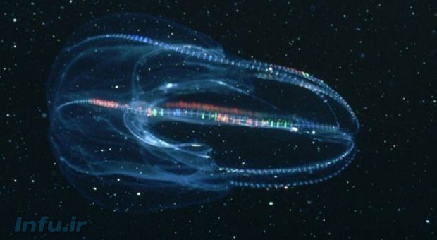 عروس دریایی