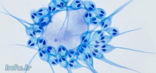 اولین جاندار بی نیاز به اکسیژن