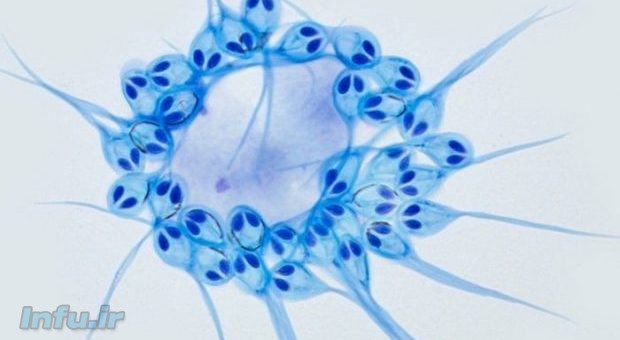 اولین جاندار بی نیاز به اکسیژن