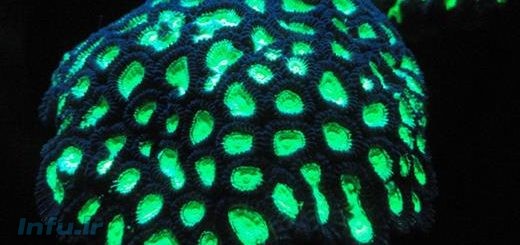 درخشش یک مرجان دریایی برای محافظت در مقابل پرتوهای فرابنفش