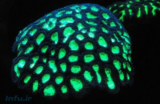 درخشش یک مرجان دریایی برای محافظت در مقابل پرتوهای فرابنفش