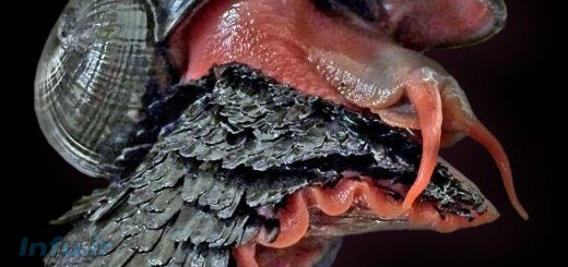 حلزون Chrysomallon Squamiferum