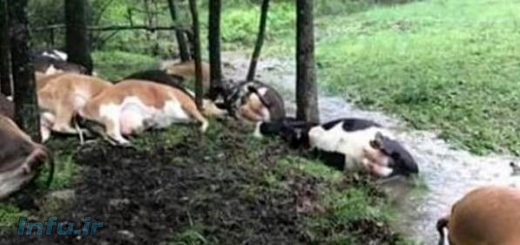 حمله‌ هولناک موجودات فضایی به گاو