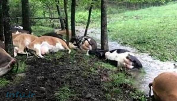 حمله‌ هولناک موجودات فضایی به گاو