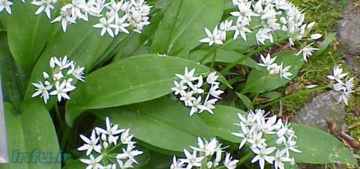 گیاه دارویی