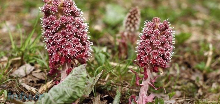 گیاه سم اسب