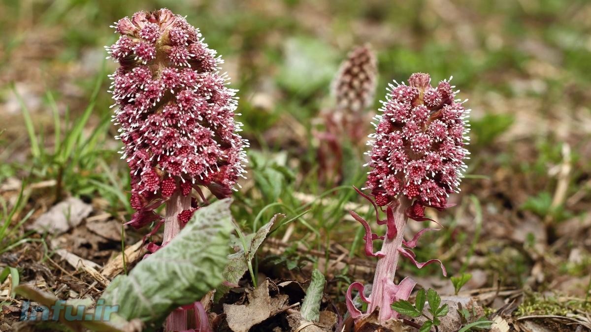 گیاه سم اسب