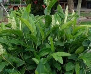 گیاه دارویی