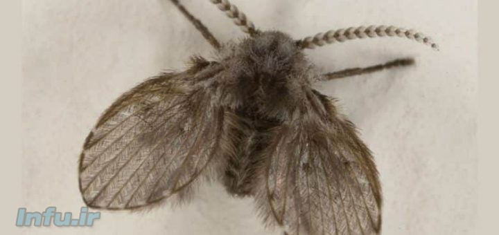 پشه ریز توالت