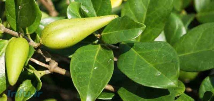 گیاهان دارویی