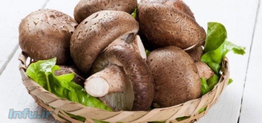 قارچ شیتاکه