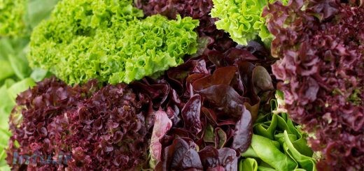 کاهو فرانسو