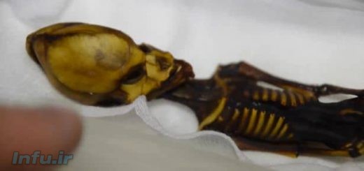 موجود فضایی