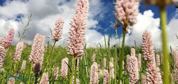 گیاه انجبار