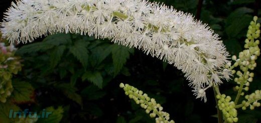 گیاهان دارویی