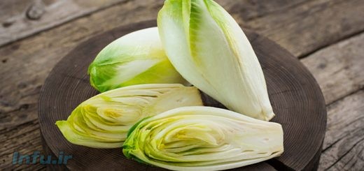 کاسنی فرنگی