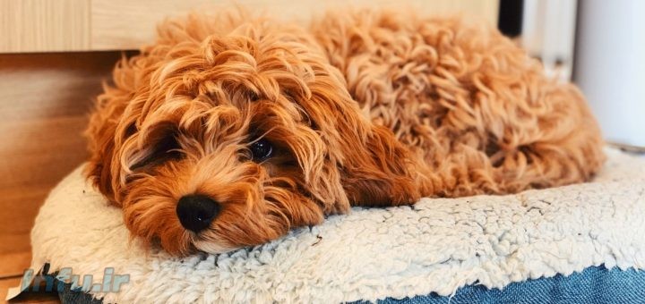 بهترین سگ های مناسب آپارتمان