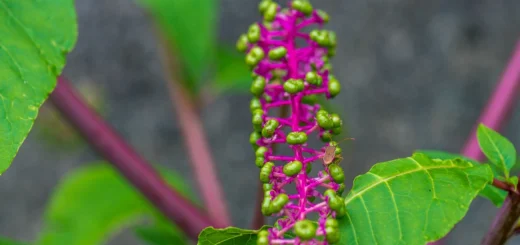 گیاه دارویی