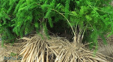 گیاه دارویی