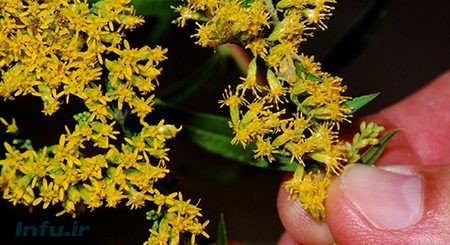 گیاه دارویی