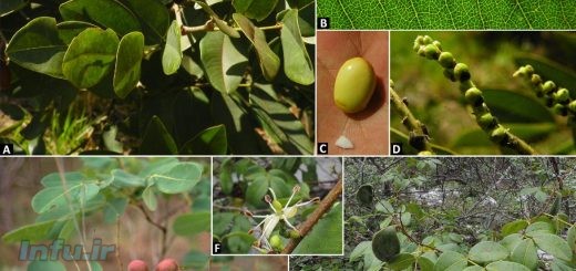 گیاه دارویی