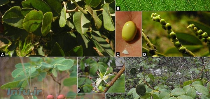 گیاه دارویی