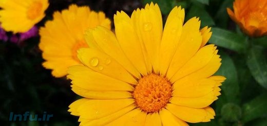 گل همیشه بهار کوهی